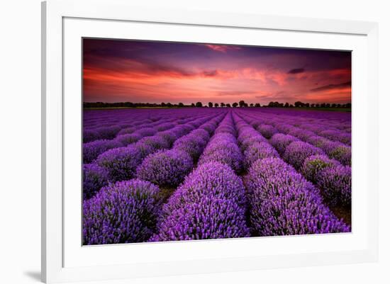 Lavender Field Sunset Provence-null-Framed Art Print