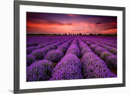 Lavender Field Sunset Provence-null-Framed Art Print