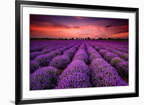 Lavender Field Sunset Provence-null-Framed Art Print