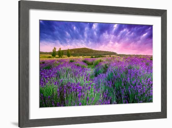 Lavender Field Tihany Hungary-null-Framed Premium Giclee Print