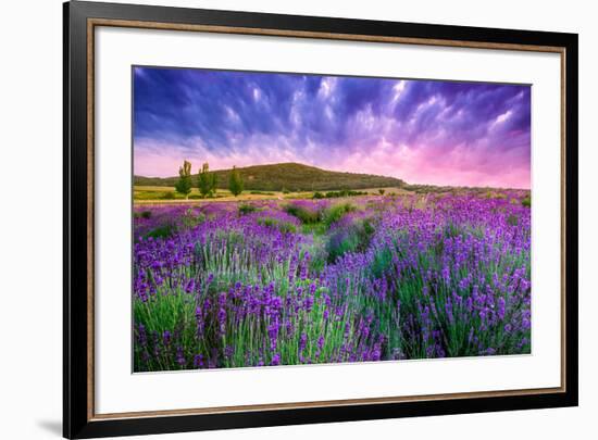 Lavender Field Tihany Hungary-null-Framed Premium Giclee Print