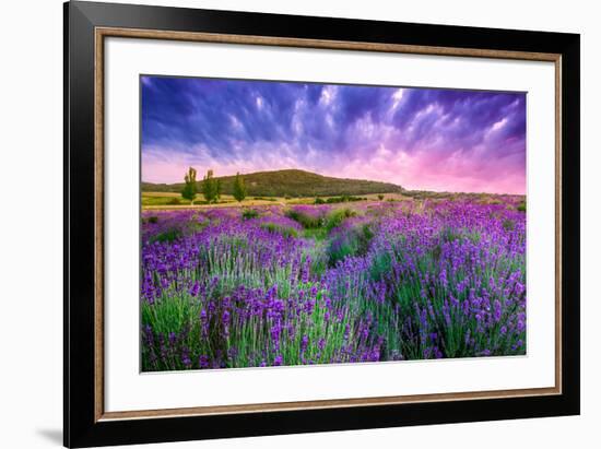 Lavender Field Tihany Hungary-null-Framed Premium Giclee Print