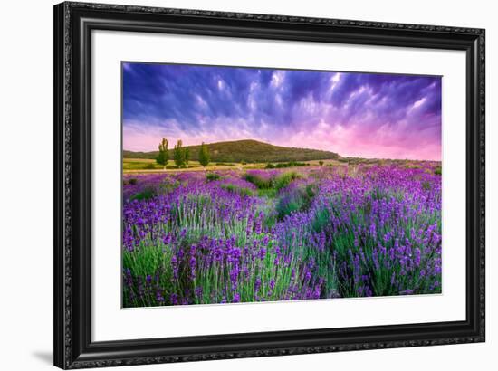 Lavender Field Tihany Hungary-null-Framed Premium Giclee Print