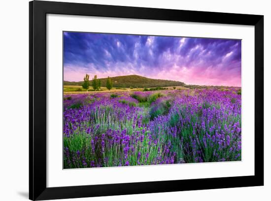 Lavender Field Tihany Hungary-null-Framed Premium Giclee Print