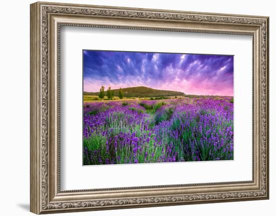 Lavender Field Tihany Hungary-null-Framed Art Print