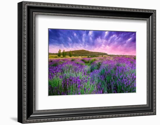 Lavender Field Tihany Hungary-null-Framed Art Print