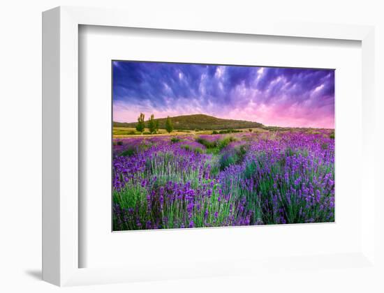 Lavender Field Tihany Hungary-null-Framed Art Print