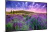 Lavender Field Tihany Hungary-null-Mounted Art Print