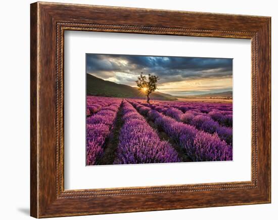 Lavender Field & Tree Sunrise-null-Framed Premium Giclee Print