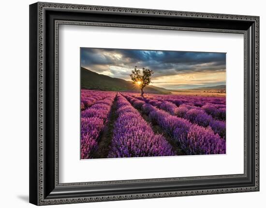 Lavender Field & Tree Sunrise-null-Framed Premium Giclee Print