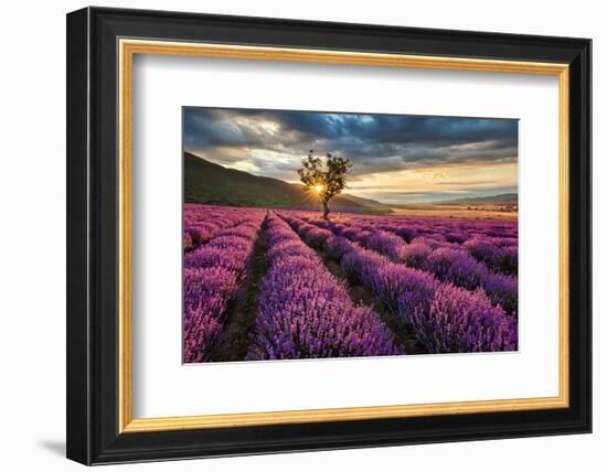 Lavender Field & Tree Sunrise-null-Framed Premium Giclee Print