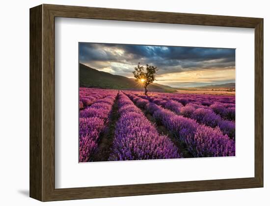 Lavender Field & Tree Sunrise-null-Framed Premium Giclee Print