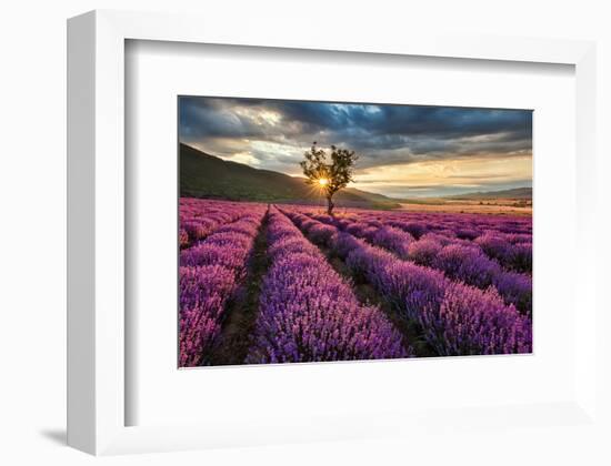 Lavender Field & Tree Sunrise-null-Framed Premium Giclee Print