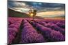 Lavender Field & Tree Sunrise-null-Mounted Art Print