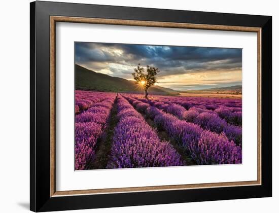 Lavender Field & Tree Sunrise-null-Framed Art Print