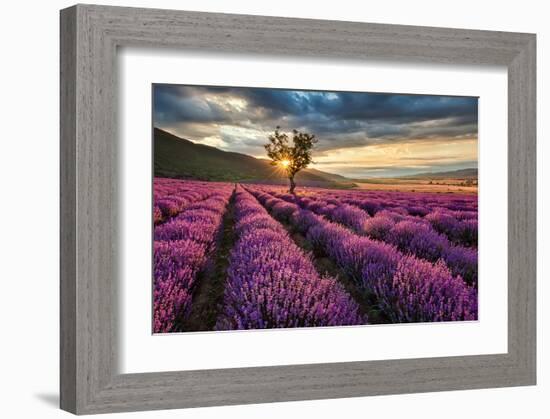 Lavender Field & Tree Sunrise-null-Framed Art Print