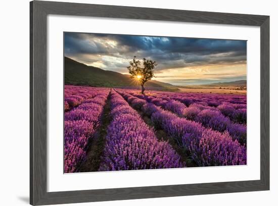 Lavender Field & Tree Sunrise-null-Framed Art Print