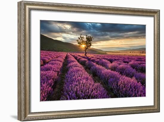 Lavender Field & Tree Sunrise-null-Framed Art Print