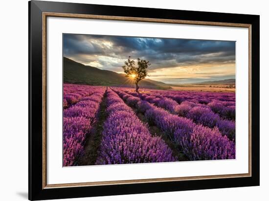 Lavender Field & Tree Sunrise-null-Framed Art Print