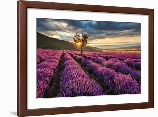 Lavender Field & Tree Sunrise-null-Framed Art Print