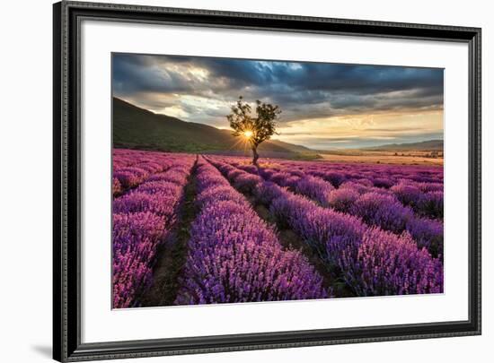 Lavender Field & Tree Sunrise-null-Framed Art Print