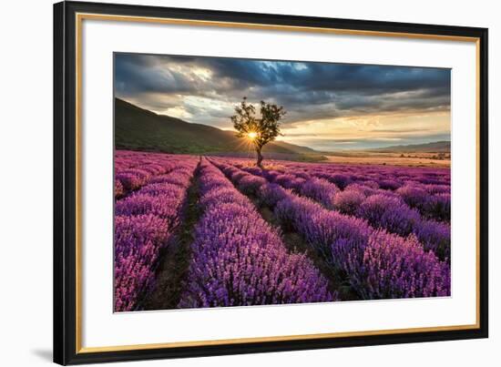 Lavender Field & Tree Sunrise--Framed Art Print