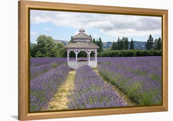 Lavender Field, USA-Tony Craddock-Framed Premier Image Canvas