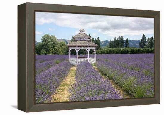 Lavender Field, USA-Tony Craddock-Framed Premier Image Canvas