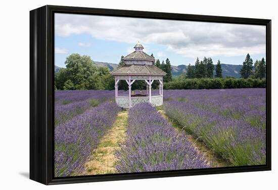 Lavender Field, USA-Tony Craddock-Framed Premier Image Canvas