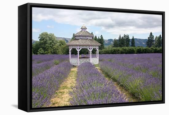 Lavender Field, USA-Tony Craddock-Framed Premier Image Canvas