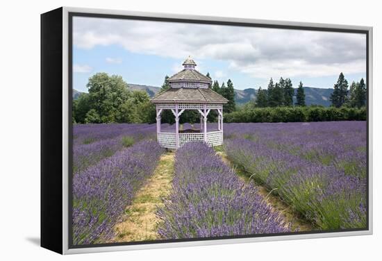 Lavender Field, USA-Tony Craddock-Framed Premier Image Canvas