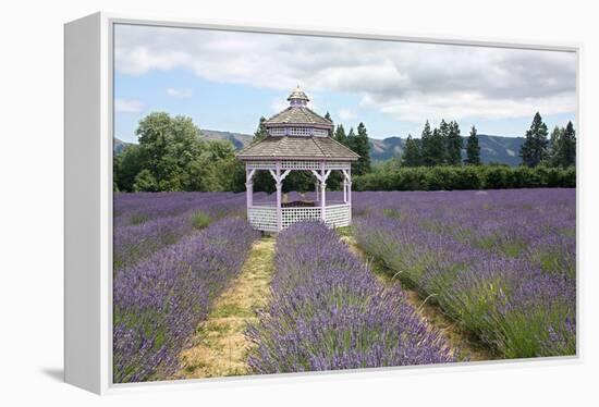 Lavender Field, USA-Tony Craddock-Framed Premier Image Canvas