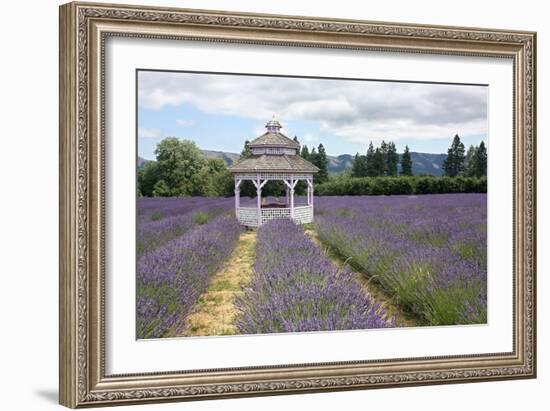 Lavender Field, USA-Tony Craddock-Framed Photographic Print