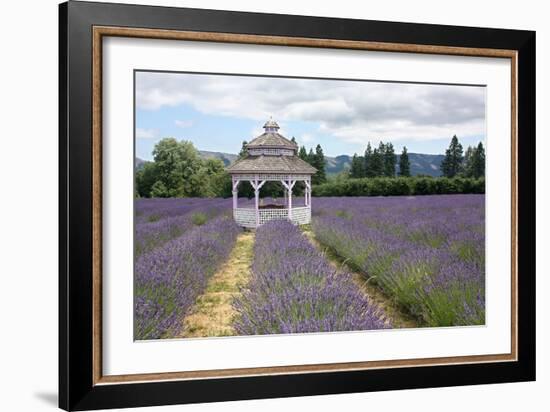 Lavender Field, USA-Tony Craddock-Framed Photographic Print