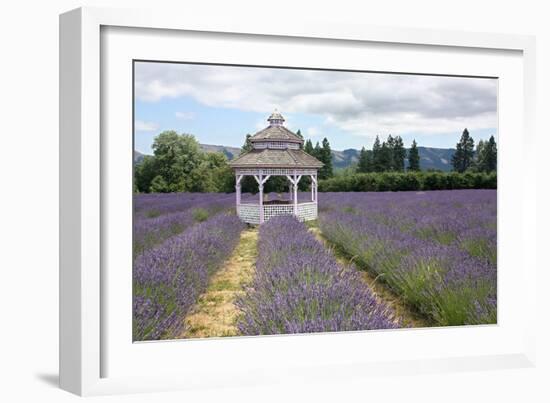 Lavender Field, USA-Tony Craddock-Framed Photographic Print