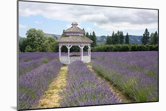 Lavender Field, USA-Tony Craddock-Mounted Photographic Print