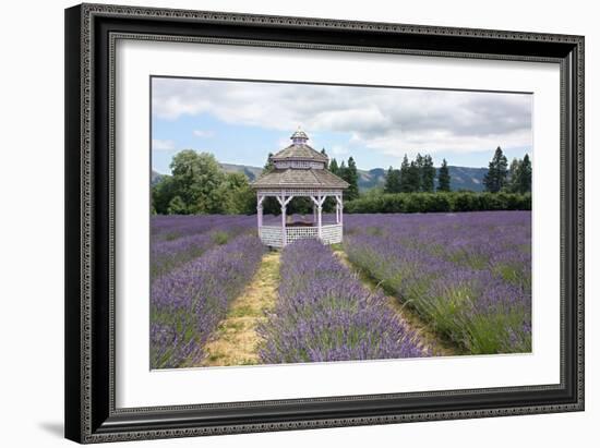 Lavender Field, USA-Tony Craddock-Framed Photographic Print