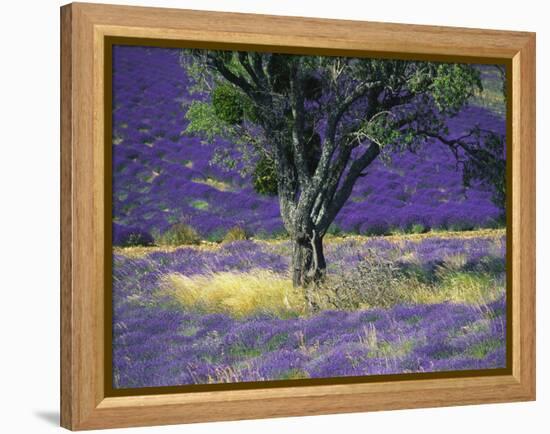 Lavender Field, Vaucluse, Sault, Provence-Alpes-Cote D'Azur, France-Bruno Morandi-Framed Premier Image Canvas