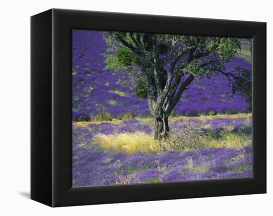 Lavender Field, Vaucluse, Sault, Provence-Alpes-Cote D'Azur, France-Bruno Morandi-Framed Premier Image Canvas