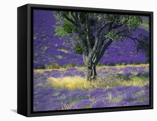 Lavender Field, Vaucluse, Sault, Provence-Alpes-Cote D'Azur, France-Bruno Morandi-Framed Premier Image Canvas