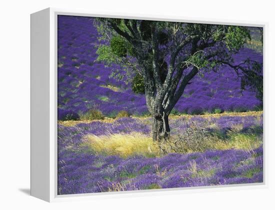 Lavender Field, Vaucluse, Sault, Provence-Alpes-Cote D'Azur, France-Bruno Morandi-Framed Premier Image Canvas