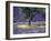 Lavender Field, Vaucluse, Sault, Provence-Alpes-Cote D'Azur, France-Bruno Morandi-Framed Photographic Print