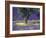 Lavender Field, Vaucluse, Sault, Provence-Alpes-Cote D'Azur, France-Bruno Morandi-Framed Photographic Print