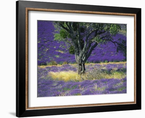 Lavender Field, Vaucluse, Sault, Provence-Alpes-Cote D'Azur, France-Bruno Morandi-Framed Photographic Print