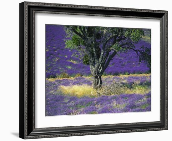 Lavender Field, Vaucluse, Sault, Provence-Alpes-Cote D'Azur, France-Bruno Morandi-Framed Photographic Print