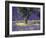 Lavender Field, Vaucluse, Sault, Provence-Alpes-Cote D'Azur, France-Bruno Morandi-Framed Photographic Print