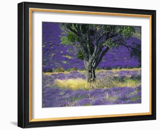 Lavender Field, Vaucluse, Sault, Provence-Alpes-Cote D'Azur, France-Bruno Morandi-Framed Photographic Print