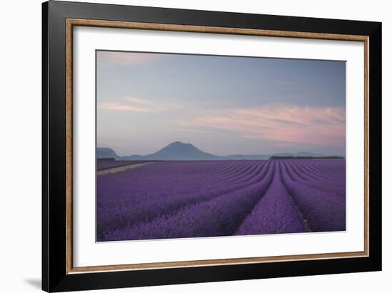 Lavender Field-Rostovskiy Anton-Framed Giclee Print