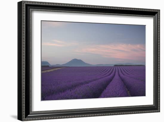 Lavender Field-Rostovskiy Anton-Framed Giclee Print