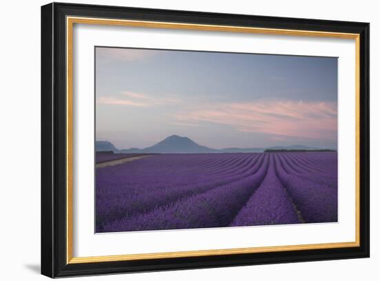 Lavender Field-Rostovskiy Anton-Framed Giclee Print